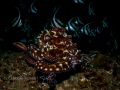   Contrast reef octopus being attacked banner fish. fish  